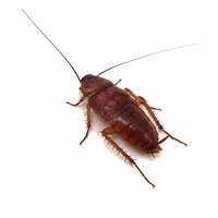 Cockroach