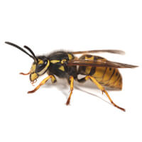 Wasps