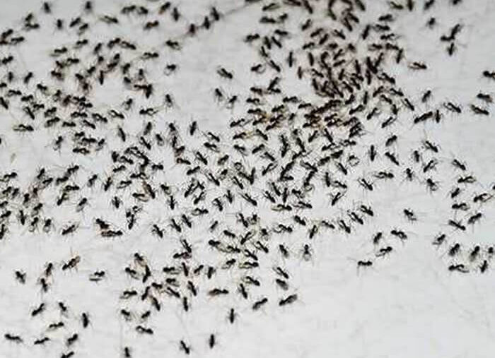 ant infestation