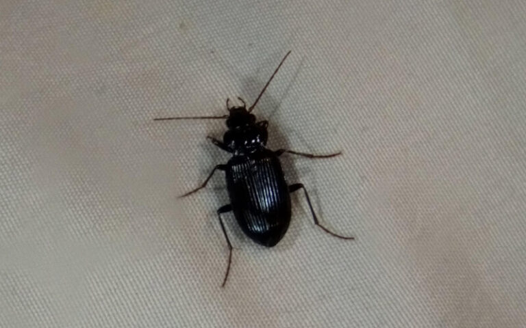 Ground Beetle