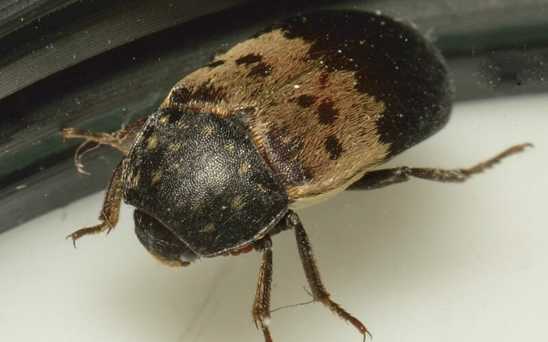 Larder Beetle